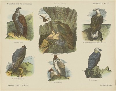 Aves de rapiña (título en el objeto)
Nuevos grabados infantiles holandeses (título de la serie en el objeto)
Grabados de Funke (título de la serie en el objeto) de Jan de Haan