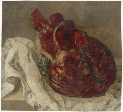 Huellas del cerebro y del corazón
Estudio anatómico de un corazón humano de Jan l