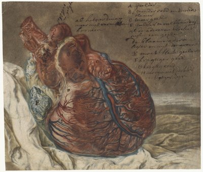 Huellas del cerebro y del corazón
Estudio anatómico de un corazón humano de Jan l