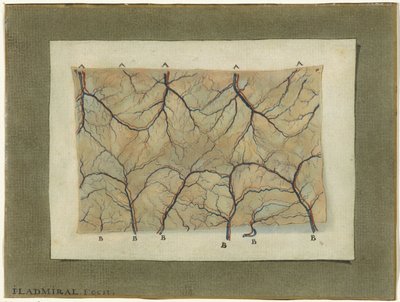 Estudio anatómico del sistema vascular. de Jan l