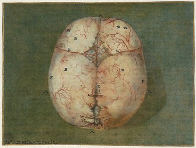 Huellas del cerebro y del corazón
Estudio anatómico del cráneo de un feto de Jan l