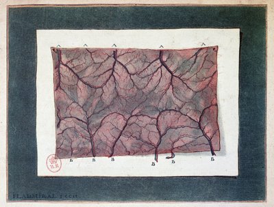 Nervio de la membrana intestinal, Ladmiral de Jan or Joannes Ladmiral