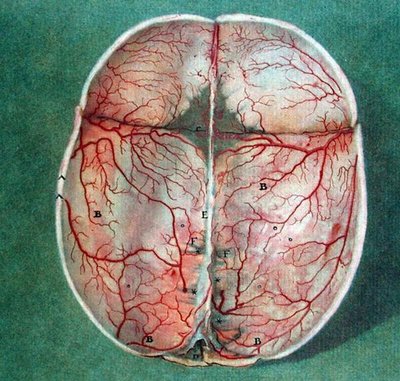 El cerebro, de 
