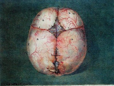 El cerebro, de 