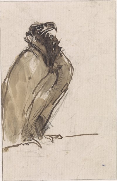Buitre, sentado en una rama de Jan van Essen