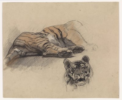 Tigre reclinado y cabeza de tigre de Jan van Essen