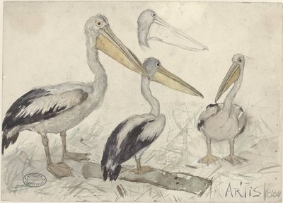 Pelícanos en el zoo de Artis de Jan van Essen