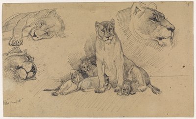 Hoja de estudio con leones y cachorros de Jan van Essen