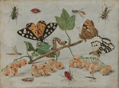 Insectos y fruta
Ramo de grosella blanca con insectos de Jan van Kessel (I)