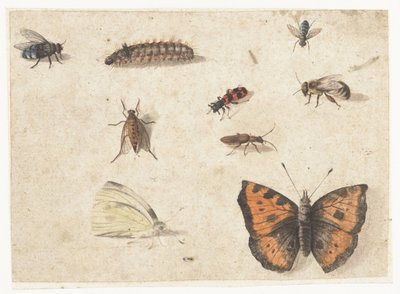 Hoja de estudios de nueve insectos de Jan van Kessel (I)