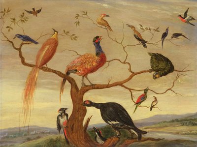 Un concierto de pájaros de Jan van Kessel the Elder