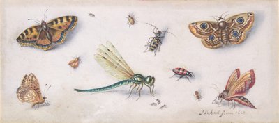 Insectos, mariposas y una libélula de Jan van Kessel