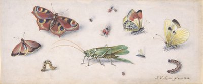 Insectos, mariposas y un saltamontes de Jan van Kessel