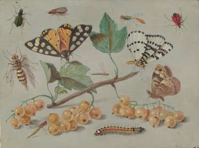 Estudio de mariposa e insectos, c. 1655 de Jan van Kessel