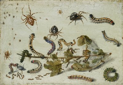 Varios arañas y orugas, con una ramita de grosella, principios de la década de 1650 de Jan van Kessel