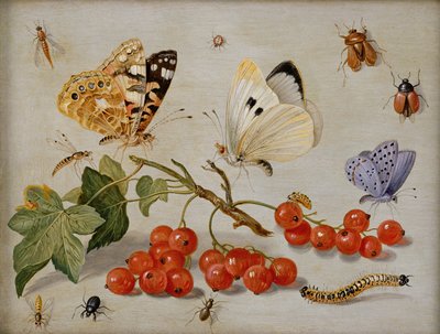 Naturaleza muerta con ramita de grosellas rojas, mariposas, escarabajos, oruga e insectos de Jan van Kessel the Elder