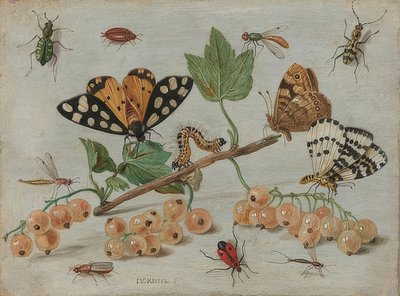 Insectos y frutas. Hacia 1660-65 de Jan van Kessel the Elder