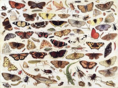 Estudio de mariposas y otros insectos. 1657 de Jan van Kessel the Elder
