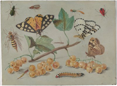 Estudio de mariposa e insectos de Jan van Kessel the Elder