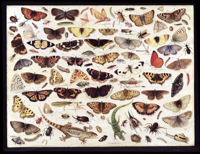 Estudio de mariposas y otros insectos de Jan van Kessel the Elder