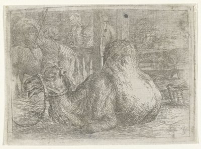 camello acostado de Jan van Ossenbeeck