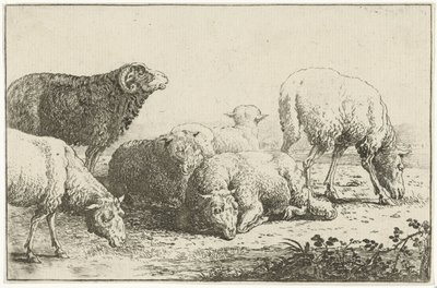 Oveja Animales (título de la serie) Zoographiam (título de la serie) de Jan van den Hecke