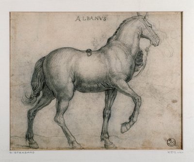 Estudio para un caballo de Jan van der Straet