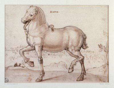 Estudio para un caballo Dibujo de Giovanni Stradano (Jan van der Straet) (1523-1605) Florencia, Gabinetto Disegni e Stampe, Uffizi de Jan van der Straet
