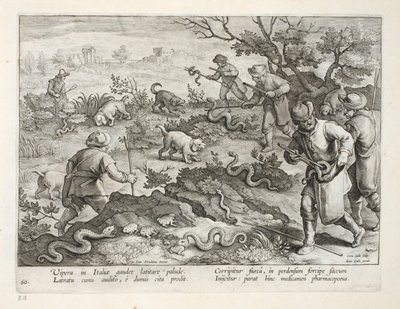Víboras italianas comiendo sapos, lámina 60, ilustración de 