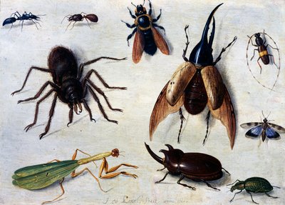 Insectos de Jan van the Elder Kessel