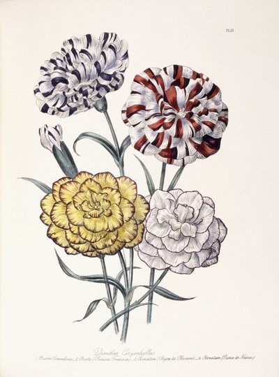 Una variedad de claveles de Jane Loudon