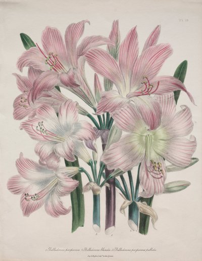 Lirio Belladona: Amaryllis belladonna de Jane Loudon