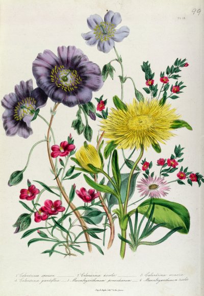 Calandrinia, lámina 18 de 