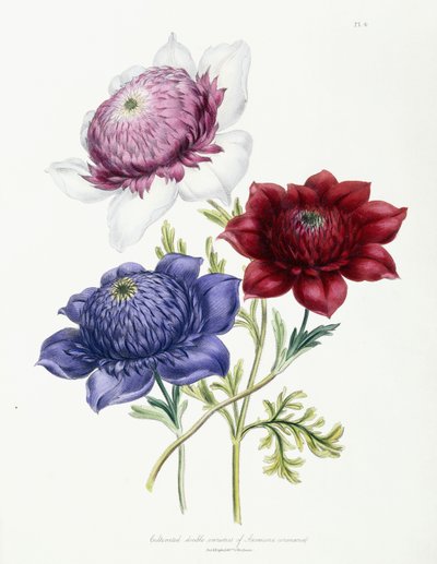 Variedades dobles cultivadas de Anemone coronarial, 1843-49 de Jane Loudon