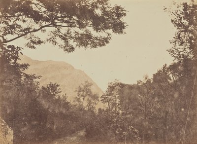 Acacia, Como de Jane Martha St. John