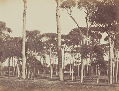 Pino piñonero, Villa Pamfili Doria, Roma de Jane Martha St. John