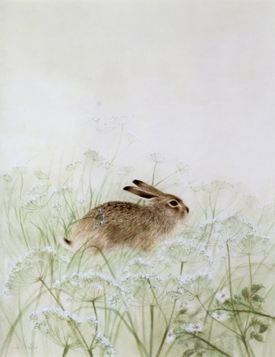 Conejo de Jane Neville