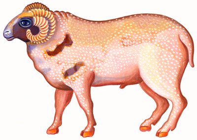 Aries el Carnero de Jane Tattersfield