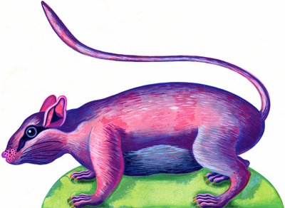 Rata de Jane Tattersfield