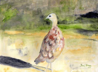 Faisán hembra, c.2016 (acuarela y caseína sobre papel) de Janel Bragg