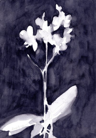 Impresión de orquídea en gris azul oscuro, c. 2019 (acuarela sobre papel) de Janel Bragg