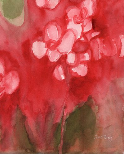 Orquídea en Allzarin Crimson, c.2017 (acuarela sobre papel) de Janel Bragg