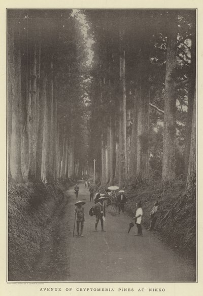 Avenida de pinos Cryptomeria en Nikko de Japanese Photographer