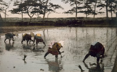 Cinco campesinos replantando arroz en un campo de arroz, 1890s de Japanese Photographer