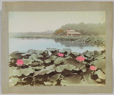 Lotos en el Estanque Shinobadzu, Parque Uyeno, Tokio, Japón de Japanese Photographer