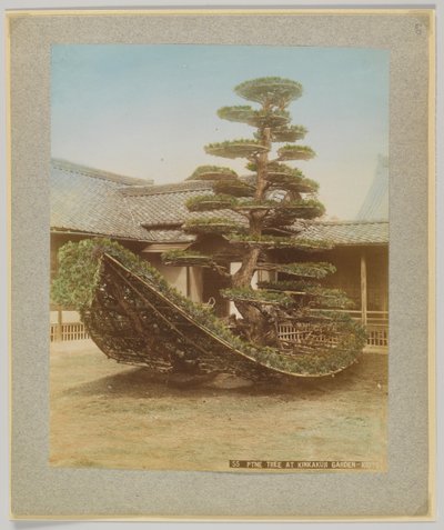 Pino en el jardín de Kinkakuji, Kioto, Japón de Japanese Photographer