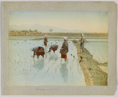 Trasplante de arroz, Japón de Japanese Photographer