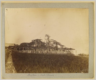 Árboles en la orilla del lago Biwa, cerca de Kioto, Japón de Japanese Photographer