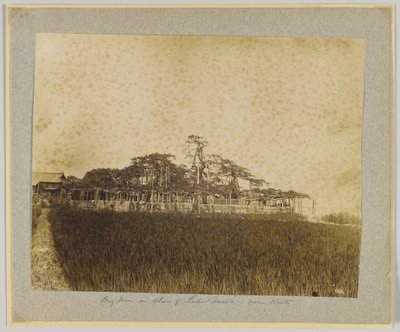 Árboles en la orilla del lago Biwa, cerca de Kioto, Japón de Japanese Photographer