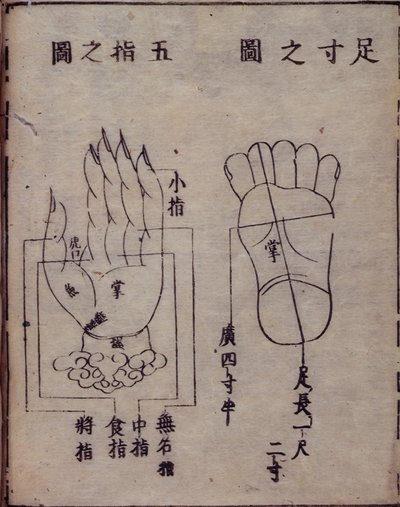 16029.b.5 fol.15v Diagrama que muestra los puntos de acupuntura en manos y pies, de un comentario japonés de una obra china sobre acupuntura, el Shisijing fahui de 1341 de Hua Shou, Kioto de Japanese School